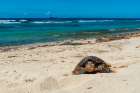 A sea turtle making its way up a beach to dig a nest and lay eggs Grand Anse Beach-Seychelles Art Print